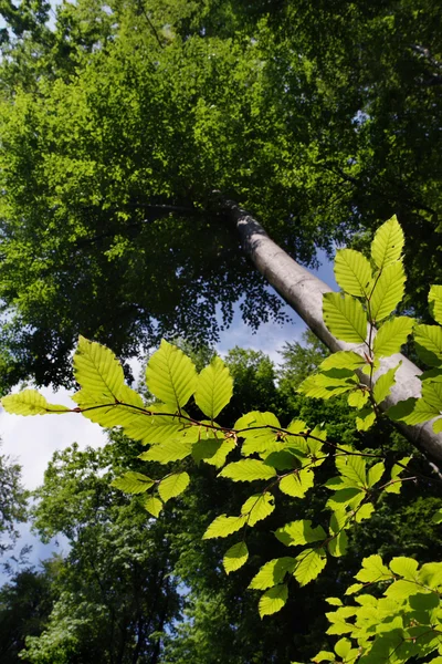 stock image Beech (Fagus silvatica)