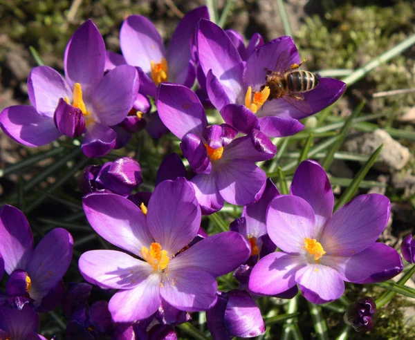 Šafrán a včela — Stock fotografie