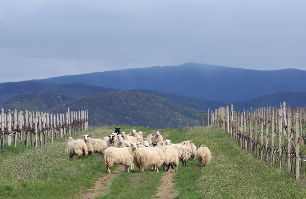 stock image Sheep near vineyards