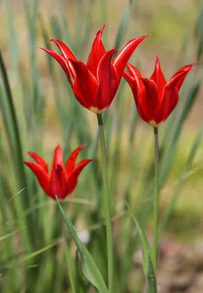 Tre röda tulpaner — Stockfoto