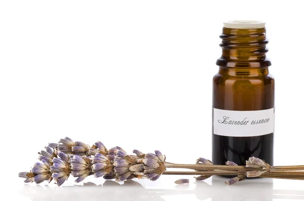 Lavender essence — Stockfoto
