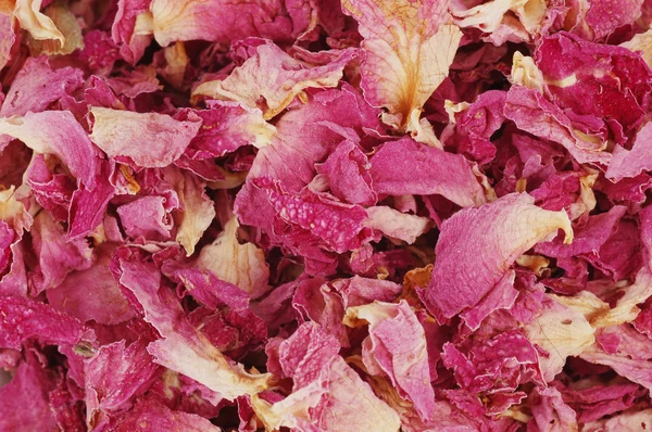 Rose petal background — Stock Photo, Image