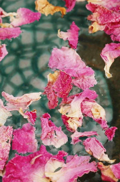Rose petal background — Stock Photo, Image