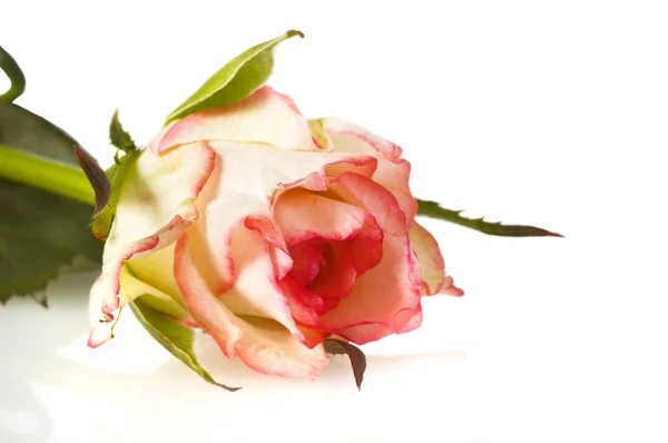 Rosa em branco — Fotografia de Stock