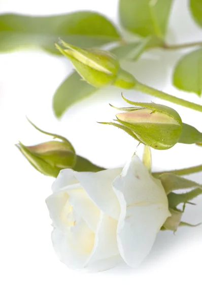 Роза на білому — стокове фото