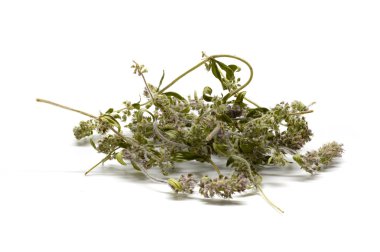 Thyme isolated clipart