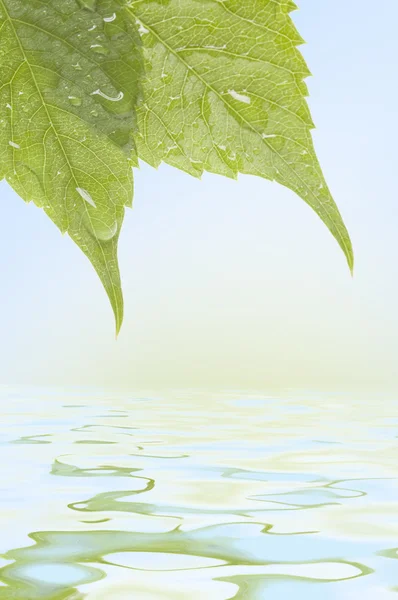緑の葉のレイアウト — ストック写真