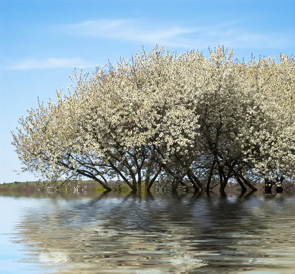 Kiraz ağacı çiçeği — Ücretsiz Stok Fotoğraf