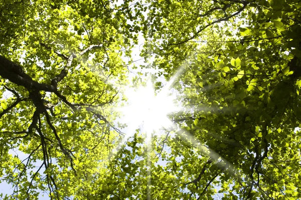 stock image Spring forest