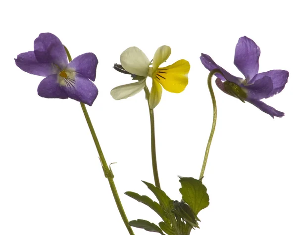Flores violetas em branco — Fotografia de Stock