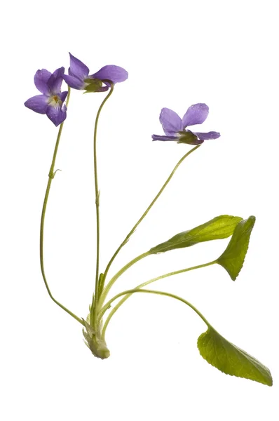 Flores violetas sobre blanco — Foto de Stock