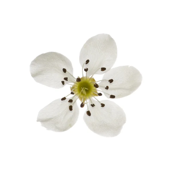 Izole armut çiçekler — Stok fotoğraf