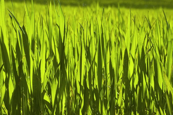 Трава на лузі — стокове фото