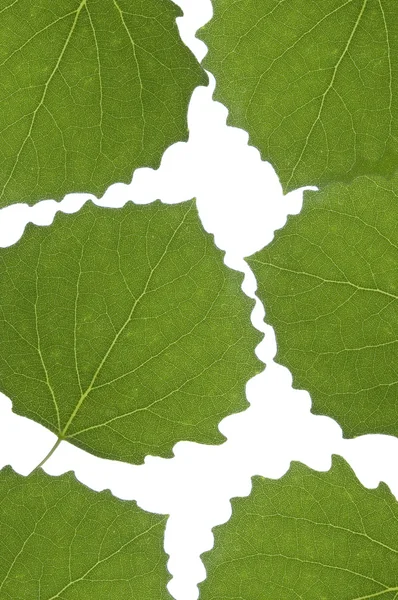 Листья тополя обратные — стоковое фото