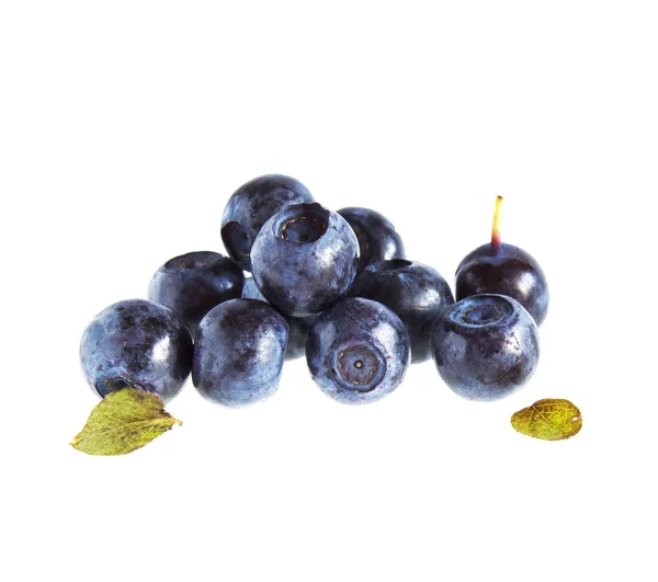 Bilberries isolated — стокове фото