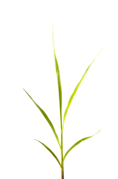 Planta de trigo — Foto de Stock