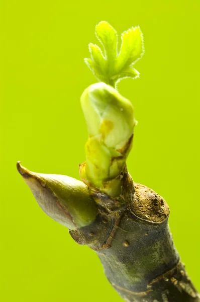 Tavaszi fügefa ága — Stock Fotó
