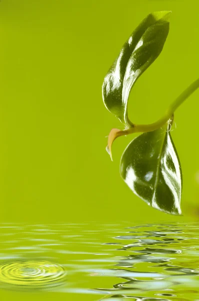 Folha e água — Fotografia de Stock