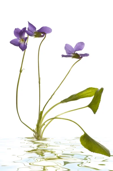 Violetta blommor på vit — Stockfoto