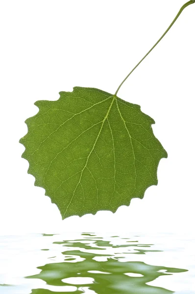 Közeli kép: egy zöld fehér nyár hagyja — Stock Fotó