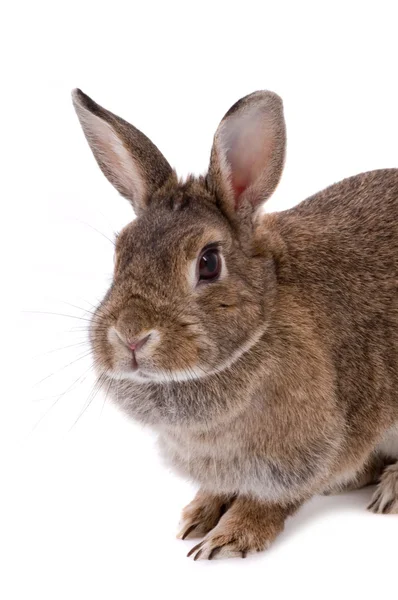ウサギ — ストック写真