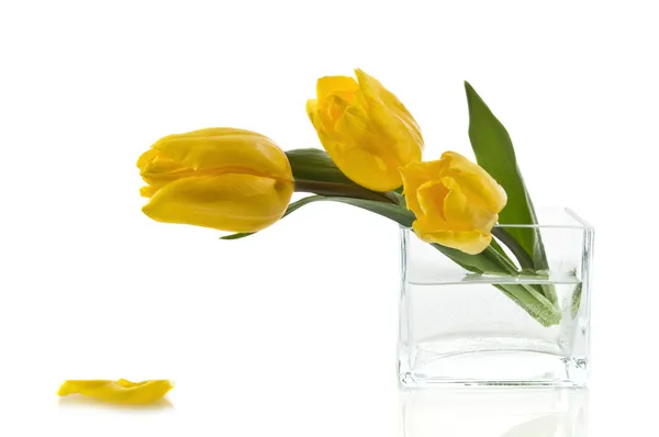 Tres tulipanes amarillos sobre blanco — Foto de Stock