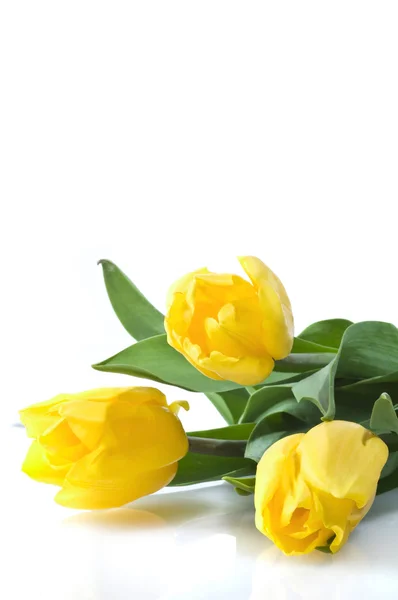 Три жовті тюльпани на білому — стокове фото