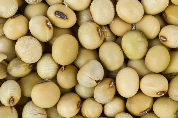 Latar belakang kacang kedelai — Foto Stok Gratis