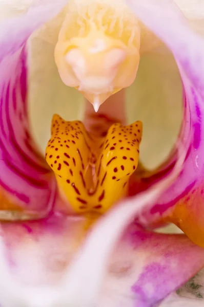 Primo piano dell'orchidea — Foto Stock