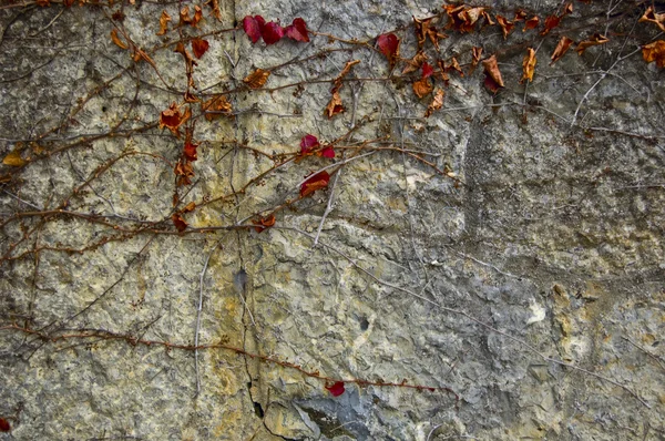 Vieux mur de château avec plante — Photo