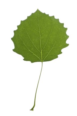 Close-up of one green white poplar leave clipart