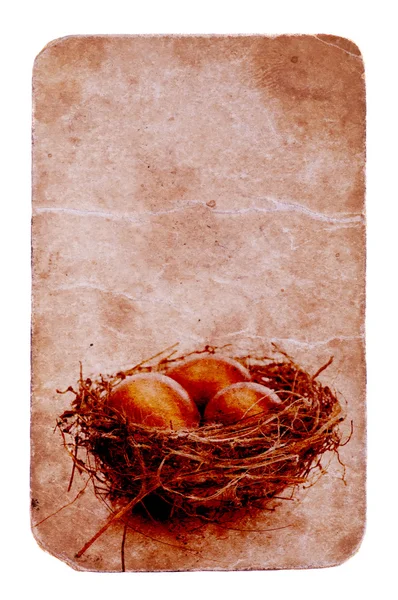 Золоті яйця в гнізді — стокове фото