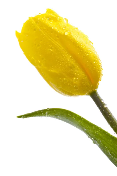 Жовтий тюльпан на білому — стокове фото