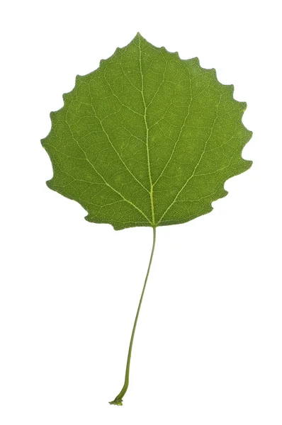 클로즈업 한 녹색 백색 포 플 러의 떠나 — 스톡 사진