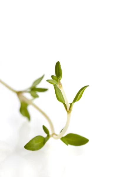 Thyme stem — Stock Photo, Image