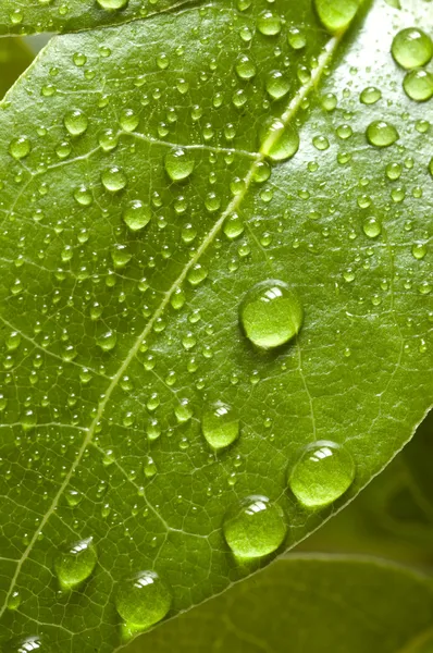 Bay tree leaf — Stock Photo, Image