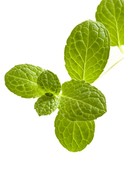 Small mint plant — Stock Photo, Image