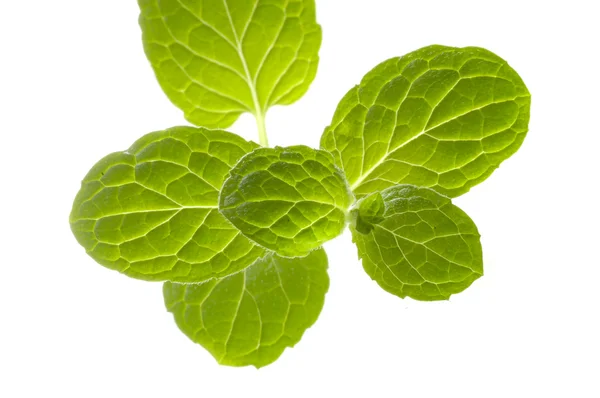 Small mint plant — Stock Photo, Image