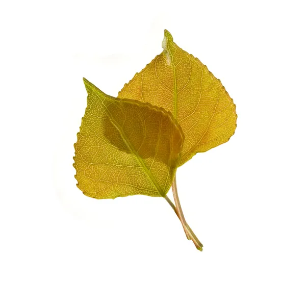 Φύλλα πράσινο λεύκας απομονωθεί — Φωτογραφία Αρχείου