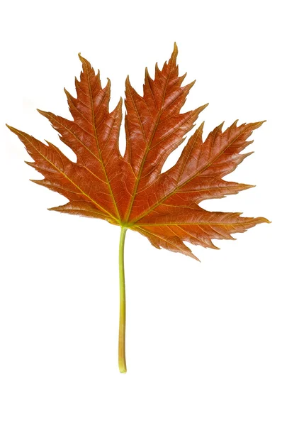 Izole akçaağaç yaprağı — Stok fotoğraf
