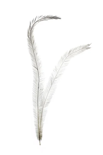 Struisvogel veren op wit — Stockfoto