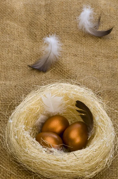 Gouden eieren in nest — Stockfoto