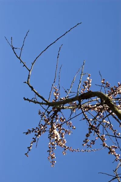 Japanese cherry tree in blossom — Stock Photo, Image