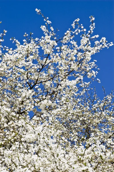 Japonská třešňový strom v květu — Stock fotografie