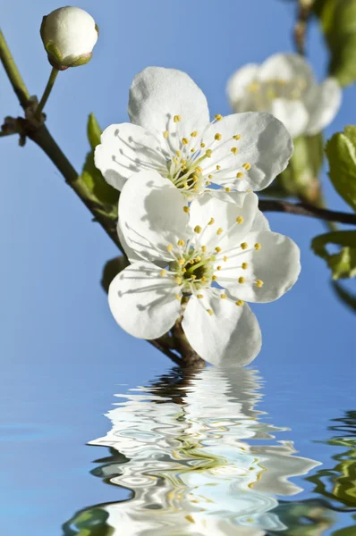 Branch in blossom — Stock Photo, Image