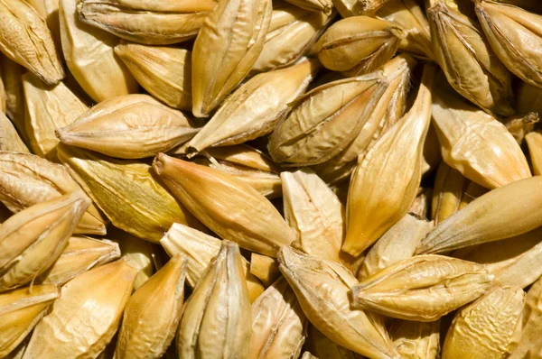 Barley for beer background — Stock Photo, Image