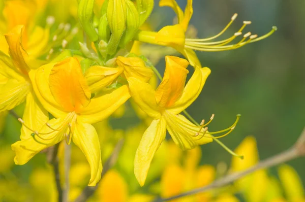 Рододендрон квітка — стокове фото