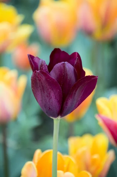 Tulipán — ingyenes stock fotók
