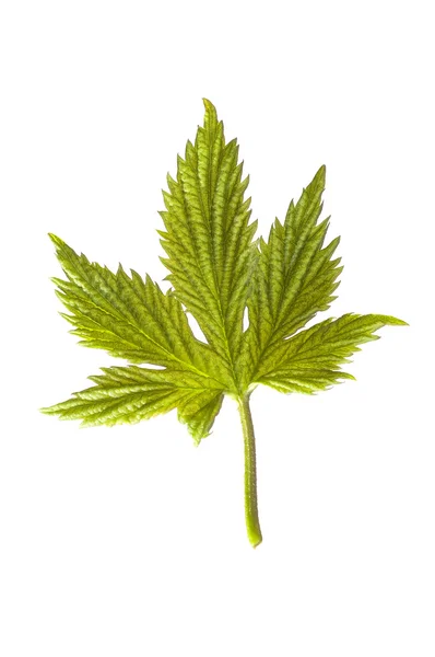 Close-up of one green hop leaves on whit — Stock Photo, Image
