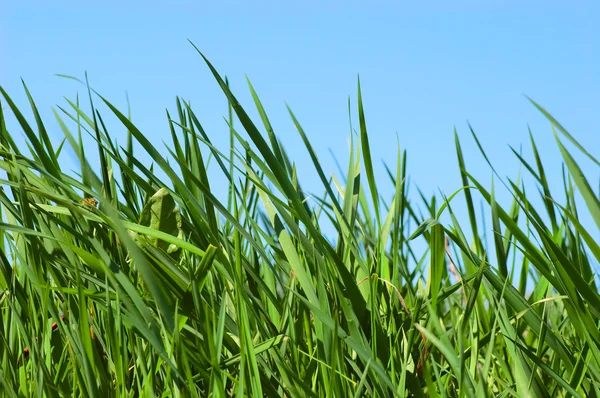 牧草地を草します。 — ストック写真
